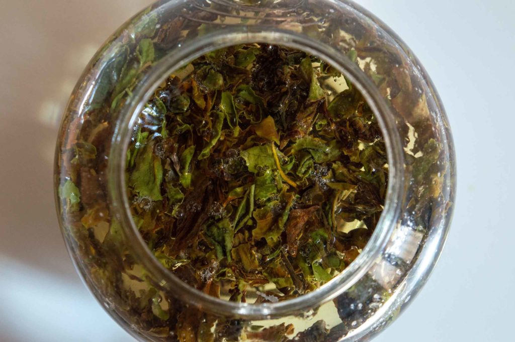 Dégustation Thé Noir Darjeeling - Rohini_feuilles infusées
