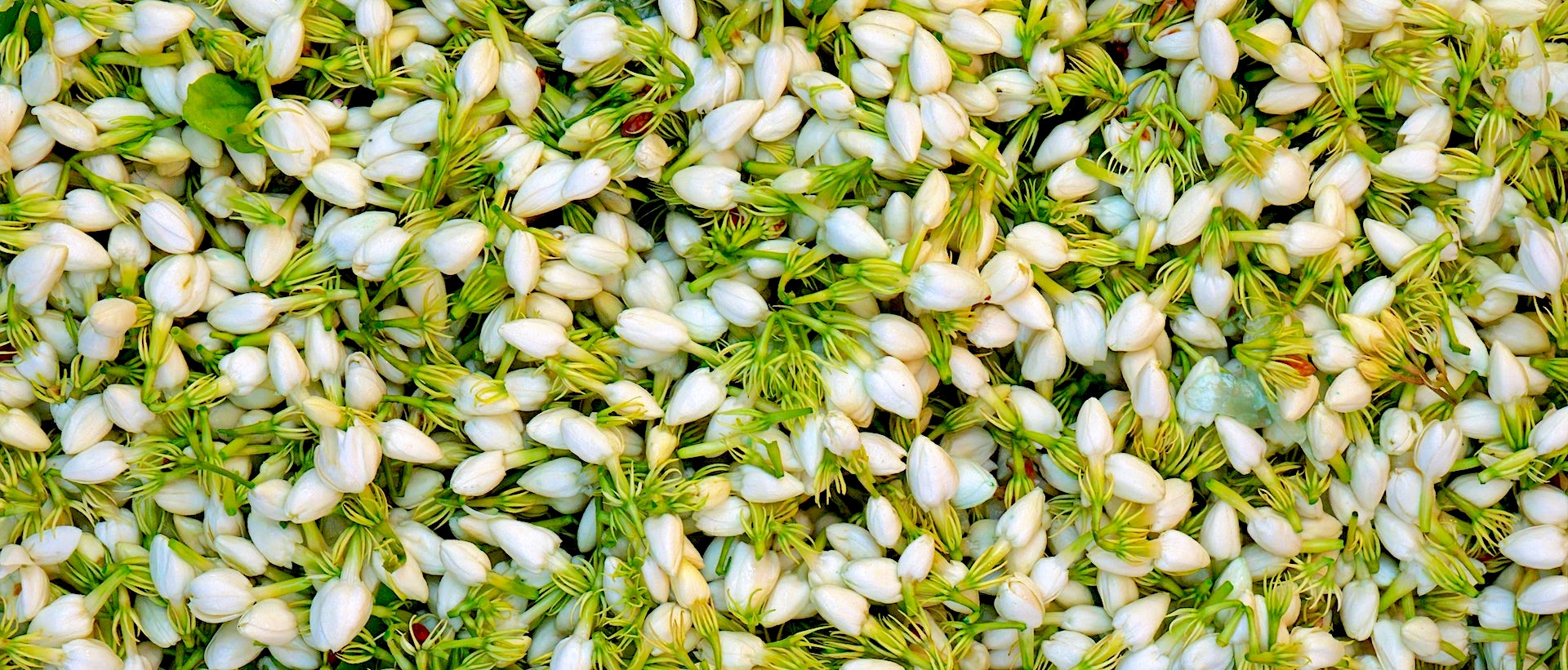 bourgeons jasmin pour thé jasmin