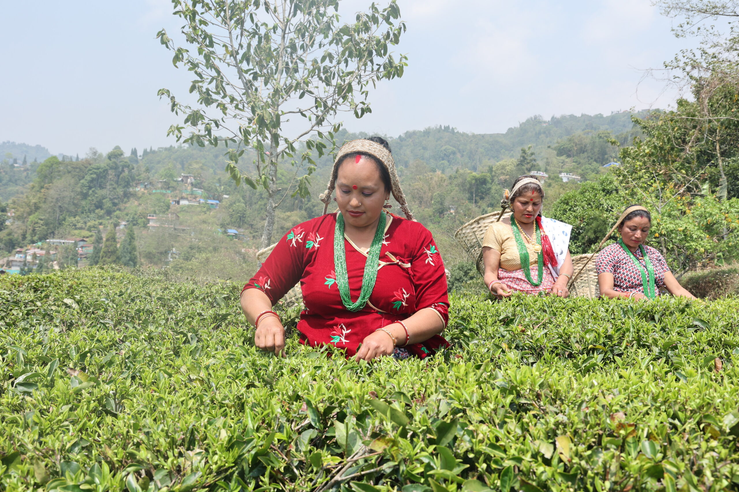 Thé Darjeeling-okayti-tea-estate