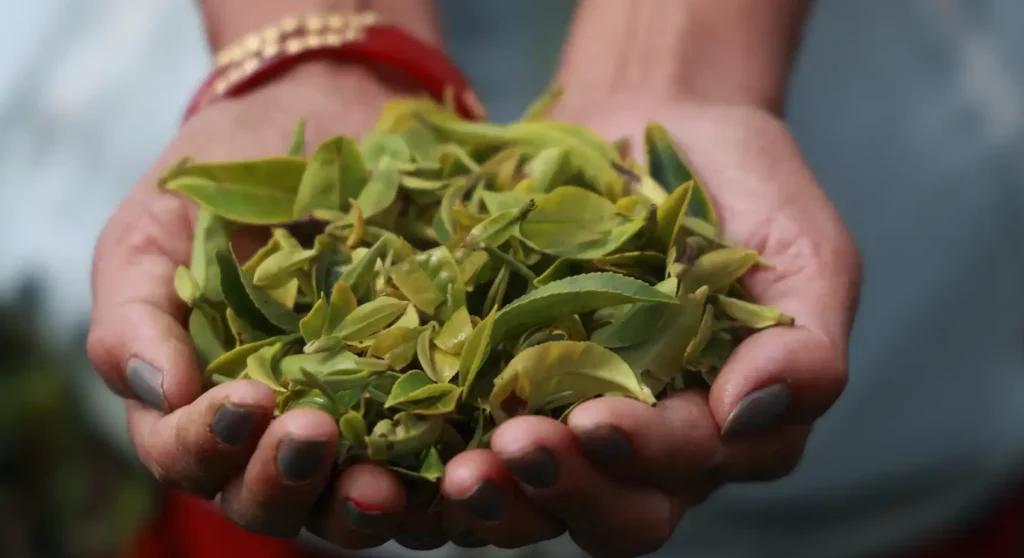 Thé Darjeeling-okayti-tea-estate