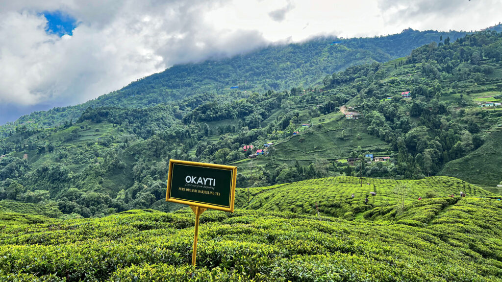 Thé Darjeeling-okayti-tea-estate