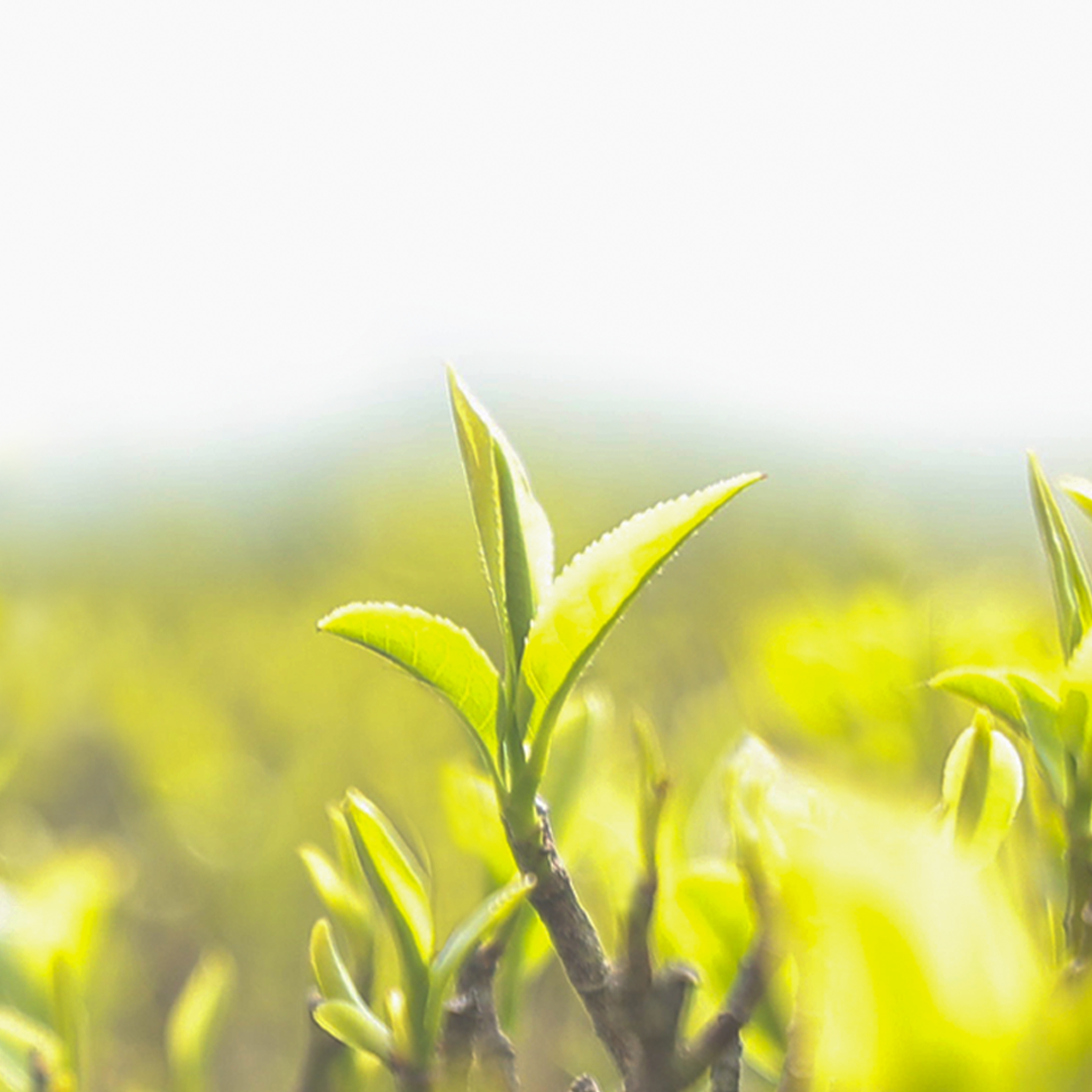 Thé Darjeeling-okayti-tea-estate