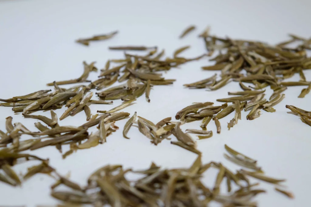 dégustation_thé_jaune_junshan Yin zhen