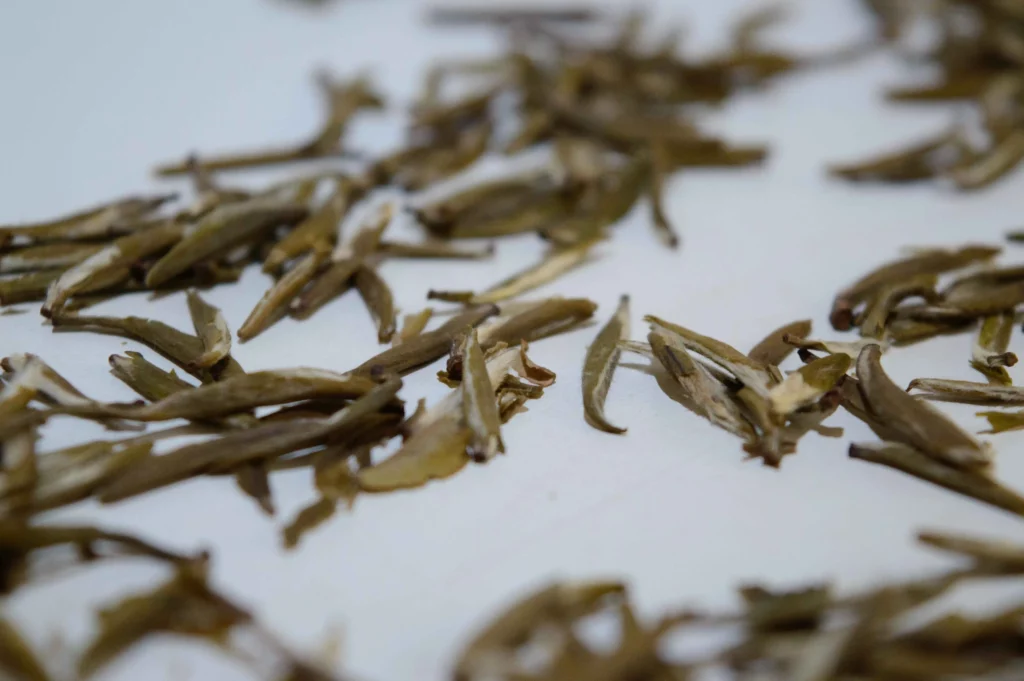 dégustation_thé_jaune_junshan Yin zhen