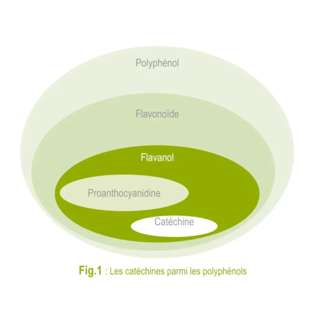bienfaits thé vert composé