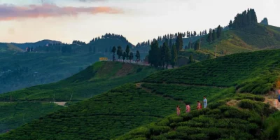 thes_nepal