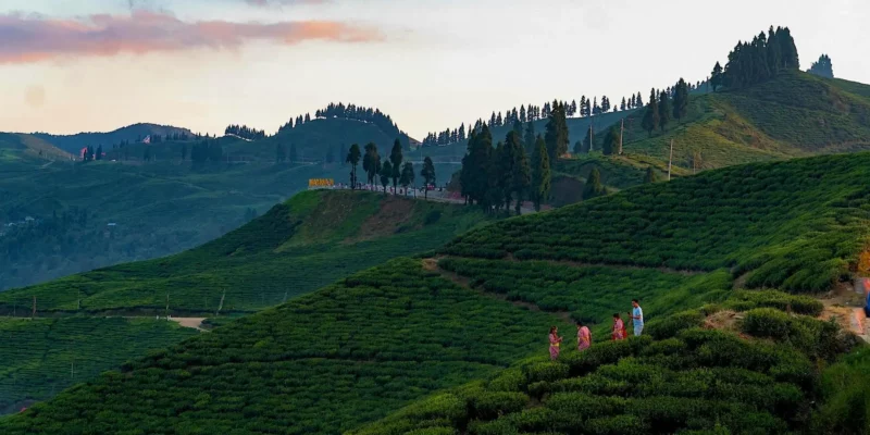 thes_nepal
